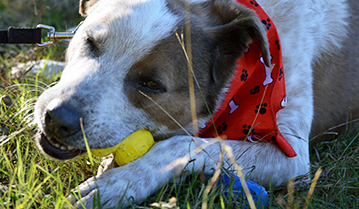 Adopt